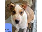 Adopt Jett a White - with Brown or Chocolate Australian Cattle Dog / Mixed dog