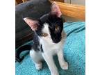 Adopt Miles a Black & White or Tuxedo Domestic Shorthair (short coat) cat in
