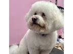 Adopt Louis #428 a White Bichon Frise dog in Placentia, CA (38701549)