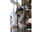 Adopt Tubi a Domestic Mediumhair / Mixed cat in Richmond, IN (38701564)