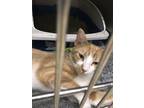 Adopt Foxy a Orange or Red (Mostly) Domestic Shorthair / Mixed cat in Richmond