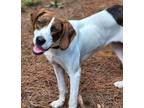 Adopt Emmy a Brown/Chocolate - with White Coonhound (Unknown Type) / Foxhound /