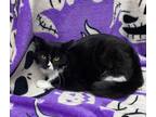 Adopt Jam a All Black Domestic Mediumhair / Domestic Shorthair / Mixed cat in