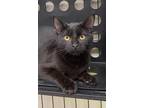 Adopt Jelly a All Black Domestic Shorthair / Domestic Shorthair / Mixed cat in