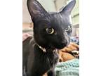 Adopt Jebediah a All Black Domestic Shorthair / Mixed cat in Fort Worth