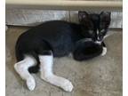 Adopt Wader a Black (Mostly) Domestic Mediumhair / Mixed (medium coat) cat in
