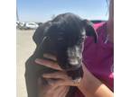 Adopt King Boo a Black Mixed Breed (Medium) / Mixed dog in Midland