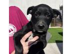 Adopt Niagra a Black German Shepherd Dog / Mixed dog in Midland, TX (38701318)