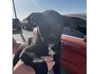 Adopt Noelle a Black German Shepherd Dog / Mixed dog in Midland, TX (38701317)