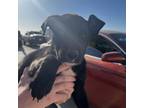 Adopt Newbury a Black German Shepherd Dog / Blue Heeler / Mixed dog in Midland