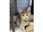 Adopt Lightning a Gray, Blue or Silver Tabby Domestic Shorthair (short coat) cat