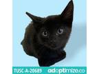 Adopt Maximus a All Black Domestic Shorthair / Mixed cat in Tuscaloosa