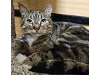 Adopt WILLY a Brown Tabby Domestic Shorthair (short coat) cat in Diamond Bar