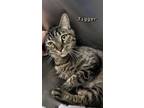 Adopt Tigger a Brown or Chocolate Domestic Shorthair cat in Kingman