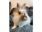 Adopt Dalton a White Lionhead / Mixed (medium coat) rabbit in Browns Mills