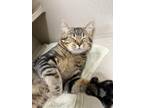 Adopt Romeo a Brown or Chocolate Domestic Shorthair cat in Cheboygan