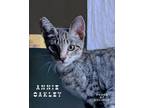 Adopt Annie Oakley a Gray, Blue or Silver Tabby Domestic Shorthair (short coat)