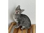 Adopt Chester a Brown Tabby Domestic Shorthair (short coat) cat in Alamo
