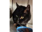 Adopt Bobbi a Black & White or Tuxedo Domestic Shorthair (short coat) cat in