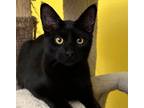 Adopt HERSHEY a All Black Domestic Shorthair (short coat) cat in Diamond Bar