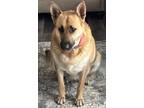 Adopt Graci a Tan/Yellow/Fawn - with Black German Shepherd Dog / Mixed dog in