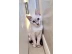 Adopt Casper a White (Mostly) Domestic Mediumhair (medium coat) cat in Las