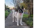 Adopt Akira a Tricolor (Tan/Brown & Black & White) Akita / Mixed dog in