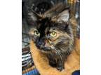 Adopt Patches a Tortoiseshell Domestic Mediumhair (medium coat) cat in Mosheim