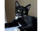 Adopt KIT KAT a Black & White or Tuxedo Domestic Shorthair (short coat) cat in