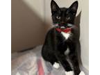 Adopt KIT KAT a Black & White or Tuxedo Domestic Shorthair (short coat) cat in