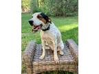 Adopt Dixie a Hound (Unknown Type) / Mixed dog in Nashville, GA (38700203)