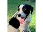 Adopt Snoopy a Hound (Unknown Type) / Mixed dog in Nashville, GA (38700202)