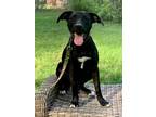 Adopt Misty a Bullmastiff / Mixed dog in Nashville, GA (38700201)