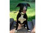 Adopt Socks a Bullmastiff / Mixed dog in Nashville, GA (38700200)