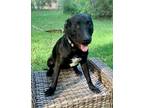 Adopt Patch a Bullmastiff / Mixed dog in Nashville, GA (38700199)