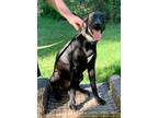 Adopt Waylon a Bullmastiff / Mixed dog in Nashville, GA (38700198)