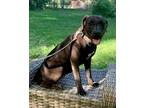 Adopt Mocha a Bullmastiff / Mixed dog in Nashville, GA (38700197)