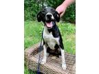 Adopt Dot a Bullmastiff / Mixed dog in Nashville, GA (38700196)
