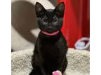 Adopt GHIRADELLI a All Black Domestic Shorthair (short coat) cat in Diamond Bar