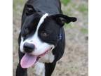 Adopt Kovi a Black Mixed Breed (Large) / Mixed dog in Gloucester, VA (38700240)