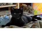 Adopt Harvey a All Black Bombay (short coat) cat in Eureka, CA (38700091)
