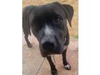 Adopt Rufus a Black - with White Labrador Retriever / American Pit Bull Terrier