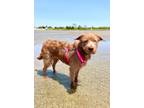 Adopt Ginger Snap a Red/Golden/Orange/Chestnut Terrier (Unknown Type