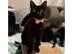 Adopt GODIVA a All Black Domestic Shorthair (short coat) cat in Diamond Bar