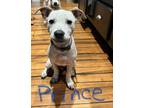 Adopt Prince a White Pointer / Mixed dog in Wooster, OH (38699415)