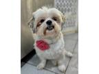Adopt Chloe a White - with Tan, Yellow or Fawn Shih Tzu / Lhasa Apso / Mixed dog