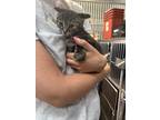 Adopt Ruby a Tan or Fawn Tabby Domestic Shorthair (short coat) cat in Browns