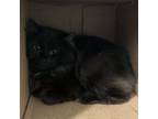 Adopt Dal a All Black Domestic Mediumhair / Mixed cat in Pittsburgh