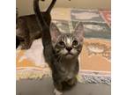 Adopt Mike a Gray or Blue Domestic Shorthair / Mixed cat in Port Richey