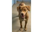 Adopt Lina a Brown/Chocolate - with Tan Golden Retriever / Labrador Retriever /